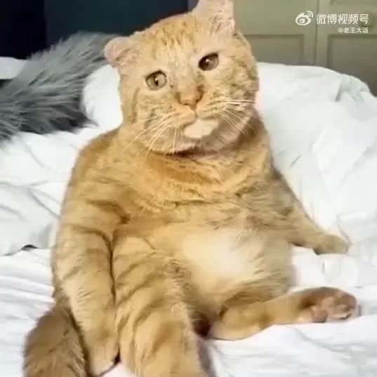 Word文档图片