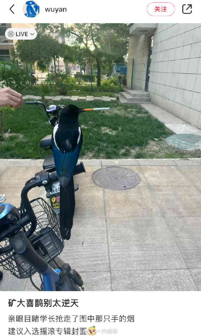 Word文档图片